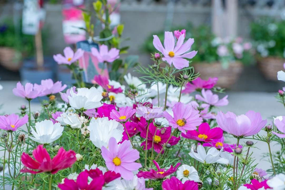 Bedding Plants Sales -Bedding Plants Sales Cosmos Resized