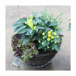 30cm Autumn Hanging Basket | Chilli, Lavender, Grass, and Chrysanthemum Plants