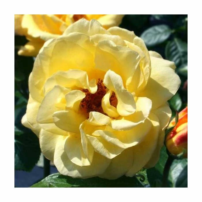 Arthur Bell | Climbing Rose 2 Arthur Bell | Climbing Rose - Image 2