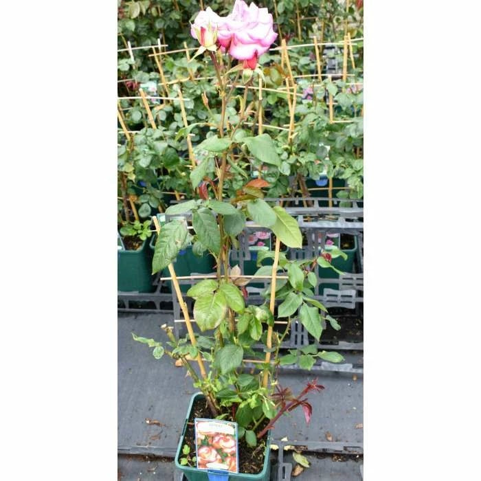 Handel' Climber Rose - 5.5L Pot 2 Handel' Climber Rose - 5.5L Pot - Image 2