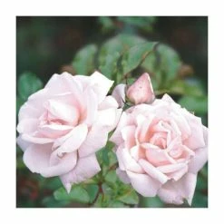 New Dawn' Climber Rose - 5.5L Pot 5 New Dawn' Climber Rose - 5.5L Pot -Bedding Plants Sales PL11154 add image 1 75eb