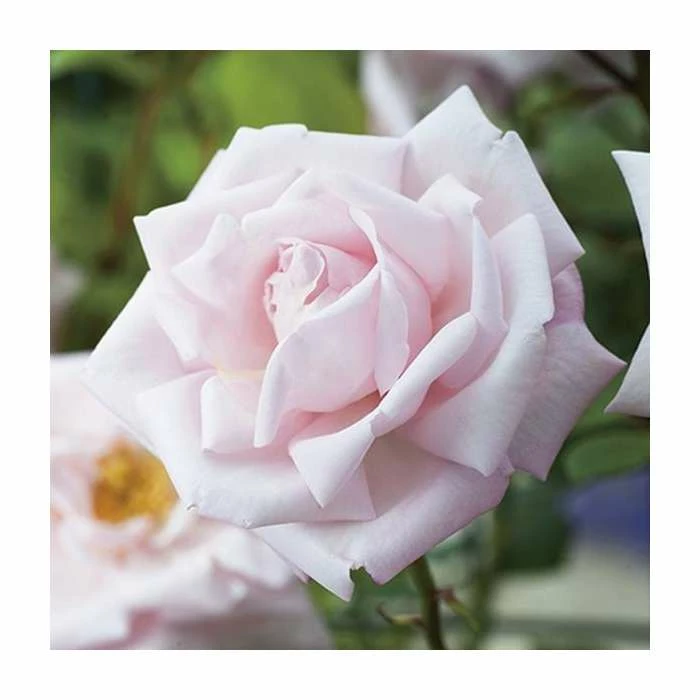New Dawn' Climber Rose - 5.5L Pot 1 New Dawn' Climber Rose - 5.5L Pot
