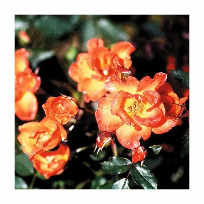 Warm Welcome' Climber Rose - 5.5L Pot 1 Warm Welcome' Climber Rose - 5.5L Pot