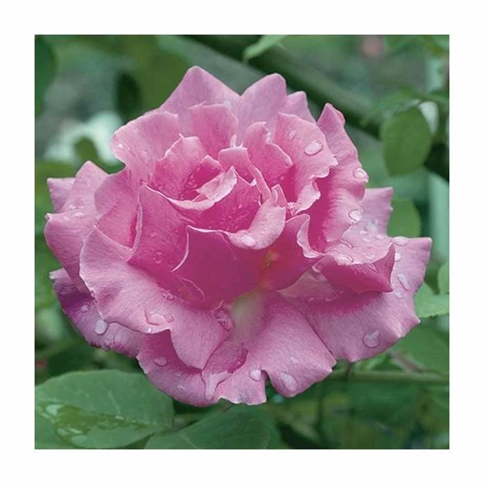 Zephirine Drouhin' Climber Rose - 5.5L Pot 1 Zephirine Drouhin' Climber Rose - 5.5L Pot