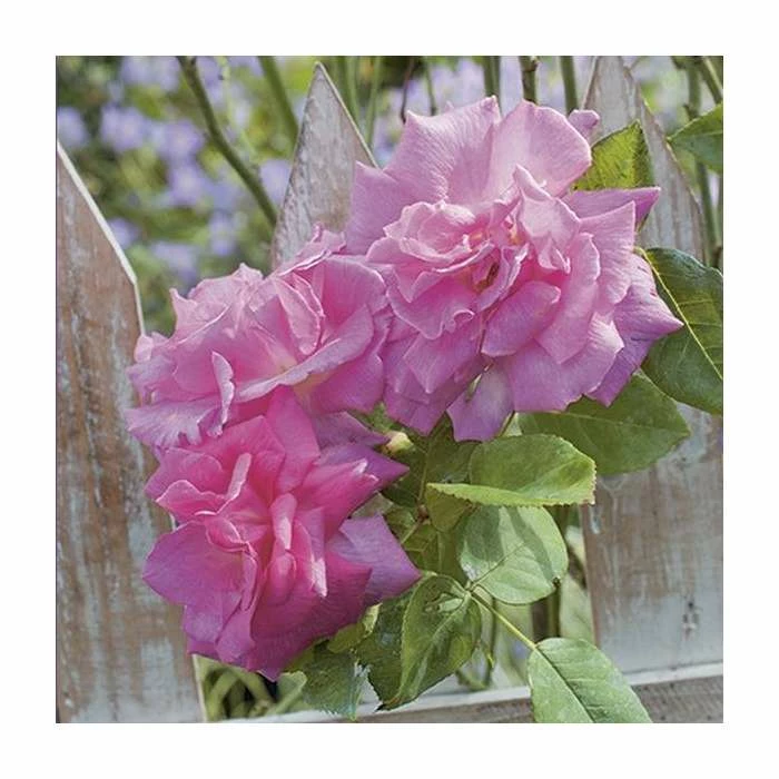 Zephirine Drouhin' Climber Rose - 5.5L Pot 2 Zephirine Drouhin' Climber Rose - 5.5L Pot - Image 2