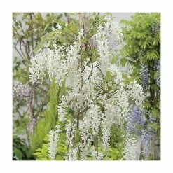 2-3ft White Wisteria Plant | 3L Pot | Wisteria sinensis alba -Bedding Plants Sales PL13538 add image 2 6cec