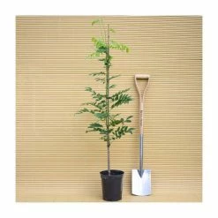 2-3ft White Wisteria Plant | 3L Pot | Wisteria sinensis alba -Bedding Plants Sales PL13538 add image 3 01f6