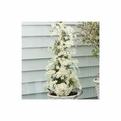 50-90cm Clematis × Cartmanii 'Early Sensation' - 3L Pot