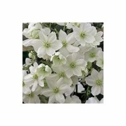 50-90cm Clematis × Cartmanii 'Avalanche' - 3L Pot -Bedding Plants Sales PL13602 add image 2 5cf0