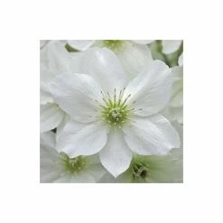 50-90cm Clematis × Cartmanii 'Avalanche' - 3L Pot -Bedding Plants Sales PL13602 add image 3 6a2e