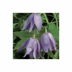 50-90cm Clematis Alpina 'Frankie' - 3L Pot -Bedding Plants Sales PL13605 add image 2 7a1f
