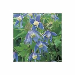 50-90cm Clematis Alpina 'Frankie' - 3L Pot
