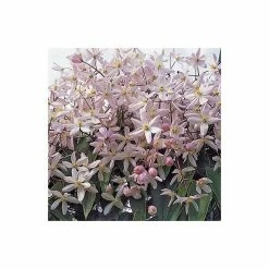 50-90cm Clematis Armandii 'Apple Blossom' - 3L Pot -Bedding Plants Sales PL13609 add image 2 9600