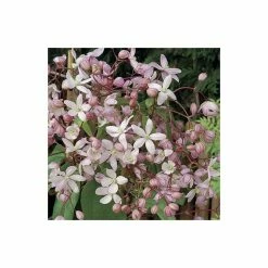 50-90cm Clematis Armandii 'Apple Blossom' - 3L Pot -Bedding Plants Sales PL13609 add image 3 8af3