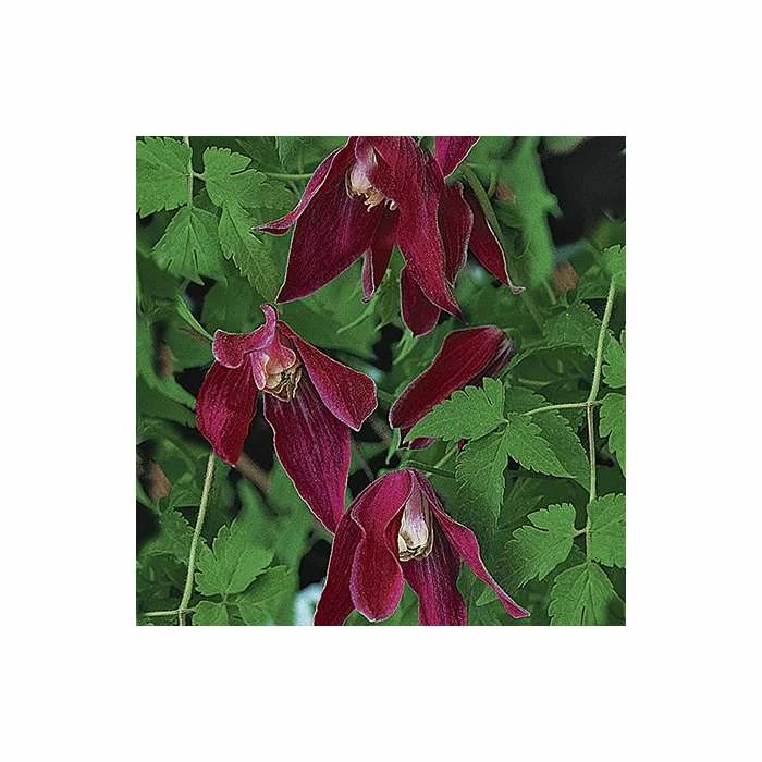 50-90cm Clematis Alpina 'Ruby' - 3L Pot 2 50-90cm Clematis Alpina 'Ruby' - 3L Pot - Image 2