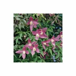 50-90cm Clematis Alpina 'Ruby' - 3L Pot 6 50-90cm Clematis Alpina 'Ruby' - 3L Pot -Bedding Plants Sales PL13611 add image 2 94b6