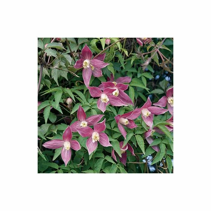 50-90cm Clematis Alpina 'Ruby' - 3L Pot 3 50-90cm Clematis Alpina 'Ruby' - 3L Pot - Image 3