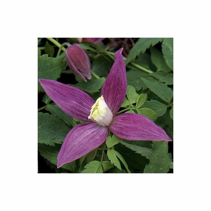 50-90cm Clematis Alpina 'Ruby' - 3L Pot 4 50-90cm Clematis Alpina 'Ruby' - 3L Pot - Image 4