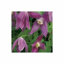 50-90cm Clematis Alpina 'Ruby' - 3L Pot