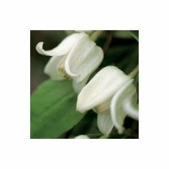 Clematis Urophylla 'Winter Beauty' - 2.5L Pot -Bedding Plants Sales PL13612 add image 2 2f06