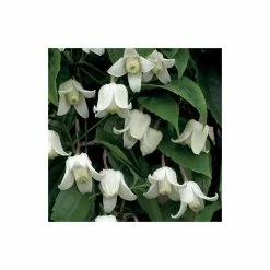 Clematis Urophylla 'Winter Beauty' - 2.5L Pot -Bedding Plants Sales PL13612 add image 3 797f