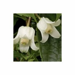 Clematis Urophylla 'Winter Beauty' - 2.5L Pot -Bedding Plants Sales PL13612 add image 4 5fe5