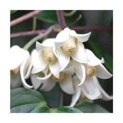Clematis Urophylla 'Winter Beauty' - 2.5L Pot -Bedding Plants Sales PL13612 add image 5 0d90