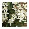 50-90cm Evergreen Clematis | 3L Pot | Clematis Armandii (C) (E)