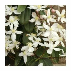 50-90cm Evergreen Clematis | 3L Pot | Clematis Armandii (C) (E)