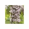 50-90cm Clematis Montana 'Rubens' - 3L Pot