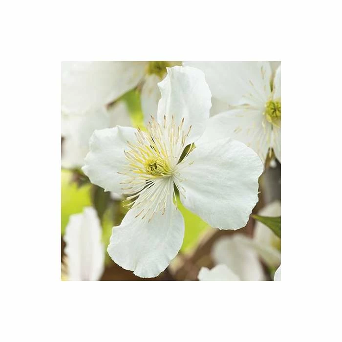 50-90cm Clematis Montana 'Grandiflora' - 3L Pot 2 50-90cm Clematis Montana 'Grandiflora' - 3L Pot - Image 2