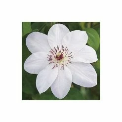 50-90cm Clematis 'Miss Bateman' - 3L Pot -Bedding Plants Sales PL13621 add image 2 91d1