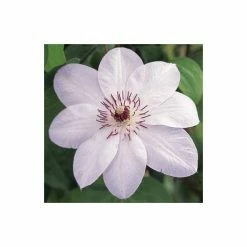 50-90cm Clematis 'Miss Bateman' - 3L Pot -Bedding Plants Sales PL13621 add image 3 0a81