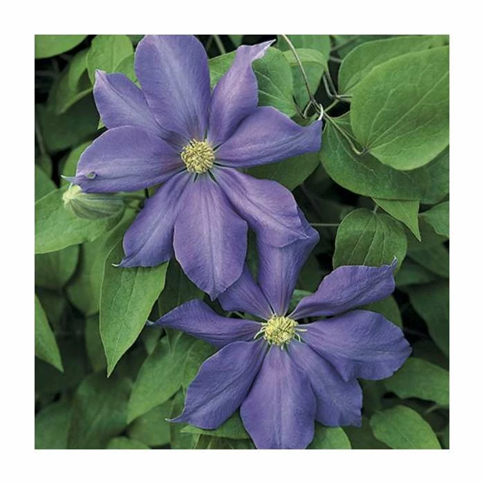 Clematis 'Mrs P.B.Truax' - 2.5L Pot 1 Clematis 'Mrs P.B.Truax' - 2.5L Pot