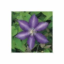 50-90cm Clematis 'Daniel Deronda' - 3L Pot 7 50-90cm Clematis 'Daniel Deronda' - 3L Pot -Bedding Plants Sales PL13628 add image 2 a5e2