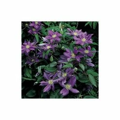 50-90cm Clematis 'Daniel Deronda' - 3L Pot 8 50-90cm Clematis 'Daniel Deronda' - 3L Pot -Bedding Plants Sales PL13628 add image 3 c89c
