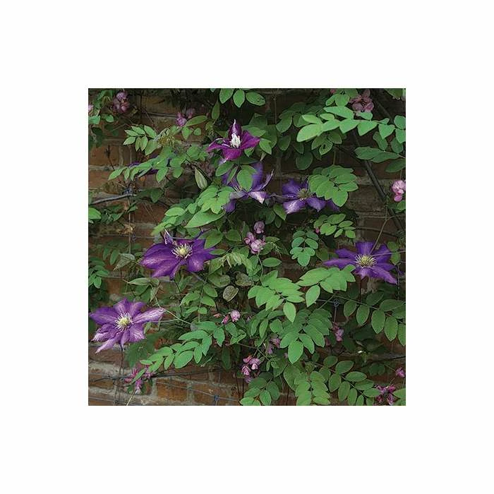 50-90cm Clematis 'Daniel Deronda' - 3L Pot 5 50-90cm Clematis 'Daniel Deronda' - 3L Pot - Image 5