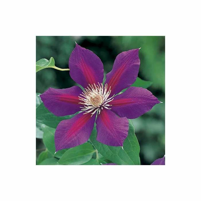 Clematis 'Anna-Louise' (Evithree™) - 2.5L Pot 1 Clematis 'Anna-Louise' (Evithree™) - 2.5L Pot
