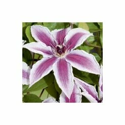 Clematis 'Pamina' - 2.5L Pot -Bedding Plants Sales PL13634 add image 2 6b41
