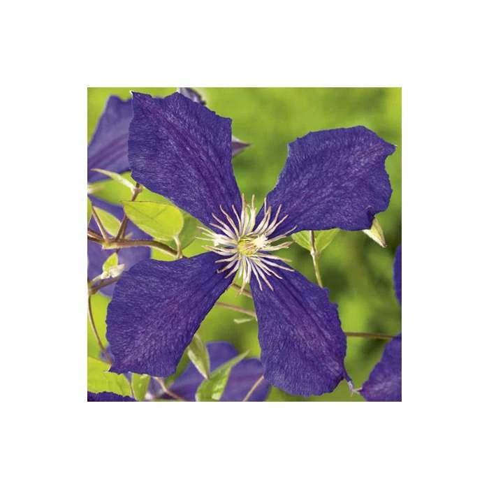 50-90cm Clematis Jackmanii - 3L Pot 2 50-90cm Clematis Jackmanii - 3L Pot - Image 2