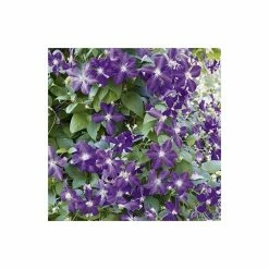 50-90cm Clematis Jackmanii - 3L Pot 5 50-90cm Clematis Jackmanii - 3L Pot -Bedding Plants Sales PL13640 add image 2 1548