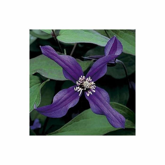 50-90cm Clematis 'Petit Faucon' - 3L Pot 2 50-90cm Clematis 'Petit Faucon' - 3L Pot - Image 2