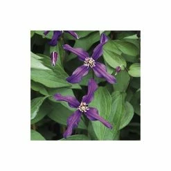 50-90cm Clematis 'Petit Faucon' - 3L Pot 7 50-90cm Clematis 'Petit Faucon' - 3L Pot -Bedding Plants Sales PL13641 add image 2 f8ef