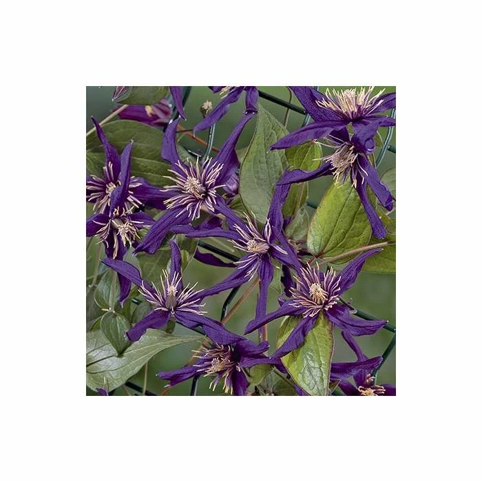 50-90cm Clematis 'Petit Faucon' - 3L Pot 4 50-90cm Clematis 'Petit Faucon' - 3L Pot - Image 4