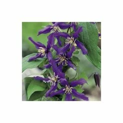 50-90cm Clematis 'Petit Faucon' - 3L Pot 9 50-90cm Clematis 'Petit Faucon' - 3L Pot -Bedding Plants Sales PL13641 add image 4 6e2f