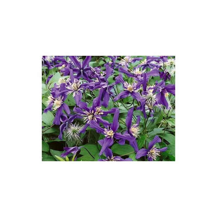 50-90cm Clematis 'Petit Faucon' - 3L Pot 1 50-90cm Clematis 'Petit Faucon' - 3L Pot
