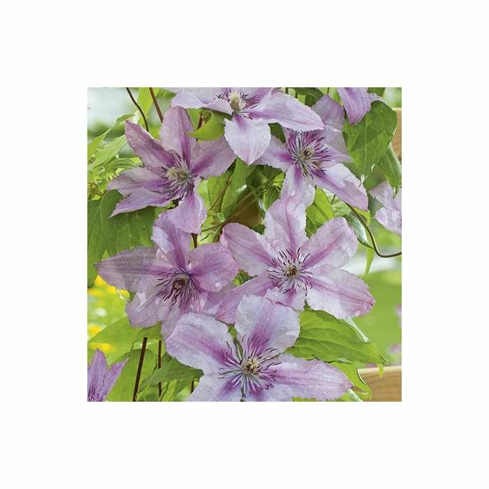 50-90cm Clematis 'Hagley Hybrid' - 3L Pot 3 50-90cm Clematis 'Hagley Hybrid' - 3L Pot - Image 3