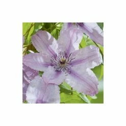 50-90cm Clematis 'Hagley Hybrid' - 3L Pot 7 50-90cm Clematis 'Hagley Hybrid' - 3L Pot -Bedding Plants Sales PL13646 add image 3 0dc8