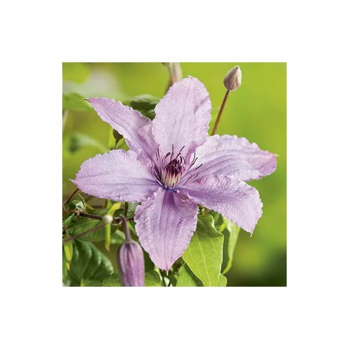 50-90cm Clematis 'Hagley Hybrid' - 3L Pot 1 50-90cm Clematis 'Hagley Hybrid' - 3L Pot