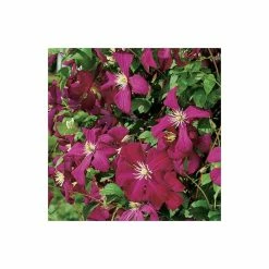 50-90cm Clematis Madame Julia Correvon (C) | 3L Pot | Clematis Viticella 9 50-90cm Clematis Madame Julia Correvon (C) | 3L Pot | Clematis Viticella -Bedding Plants Sales PL13648 add image 2 014c